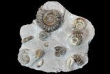 Gorgeous Androgynoceras Ammonite Cluster () - Germany #77958-1